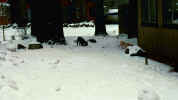 val-2000-snow-treatdallas2.JPG (45582 bytes)