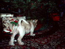 x-mass1.gif (132530 bytes)